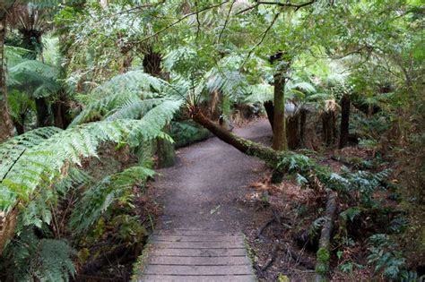 A Complete Guide to Visiting the Great Otway National Park from ...