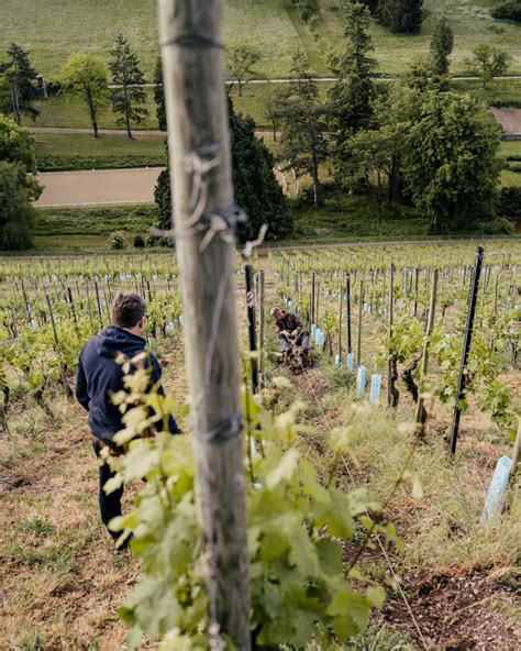 Degustacja Legendarna Winnica Regionu Mozeli Kondrat Wina Wybrane