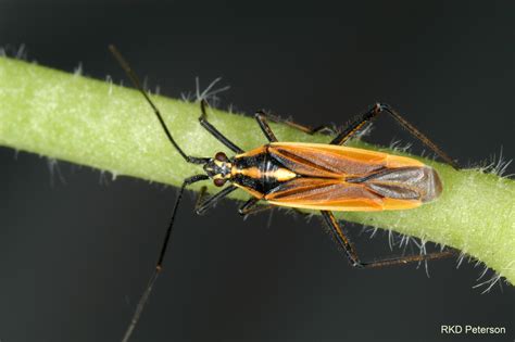 Insects of the Greater Yellowstone Ecosystem | Montana State University