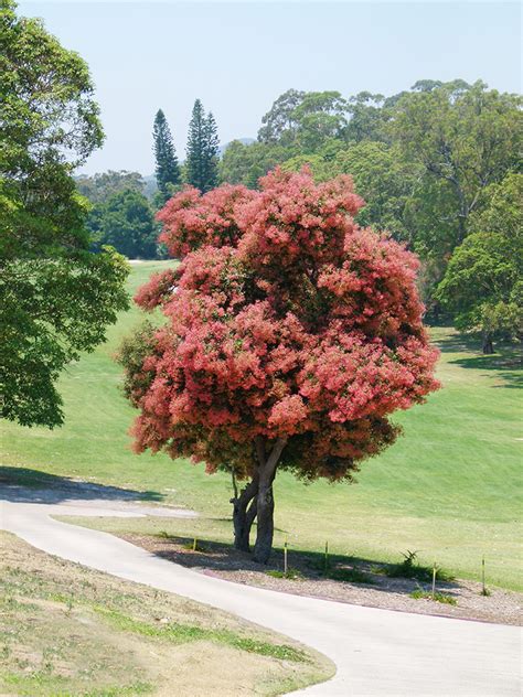 New South Wales Christmas Bush By Babs 365 Project