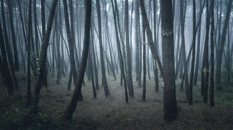 El Bosque on Behance