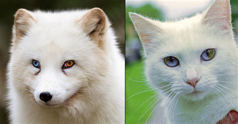 26 Unusual and Amazingly Cute Animals With Different Colored Eyes That Will Melt Your Heart