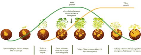 Potato Growing at Castlecor - Castlecor Potatoes