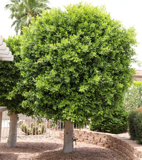 January Tree Of The Month Indian Laurel Fig Edhat 44 OFF