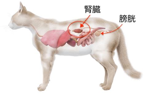 猫の慢性腎臓病｜佐倉市の獣医師が解説