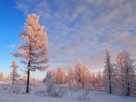 Fondos De Pantalla Estaciones Del A O Invierno Cielo Nube Nieve Rboles