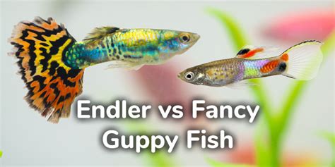 Endler Guppy vs Fancy Guppy - What are the Differences & Similarities?