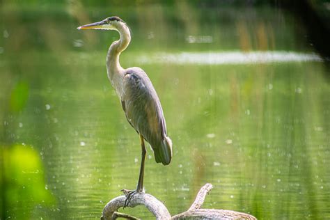 Blue Heron Tripod 400mm Takumar I Think The Skin On His Le Flickr