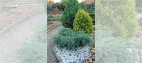 Туя Смарагд, Брабанд купить в Костроме | Товары для дома и дачи | Авито