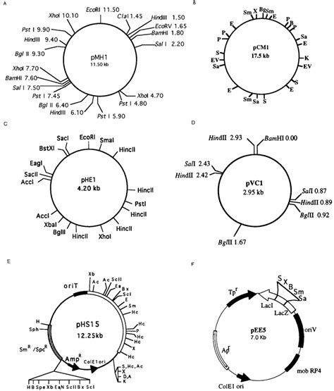 Restriction Maps Of Four Plasmids And Two Derivative Cloning Vectors