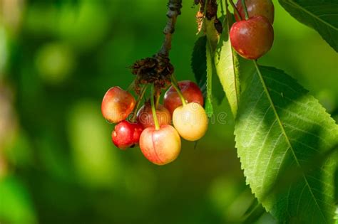 Organically Grown Cherries On The Branch Of A Cherry Tree Stock Image