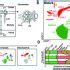 snoDB – an interactive database of human snoRNA sequences, abundance and interactions | RNA-Seq Blog