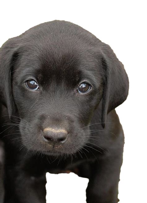 Labrador Retriever Png Transparent Images