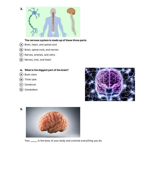 Quiz Nervous System Class V PDF