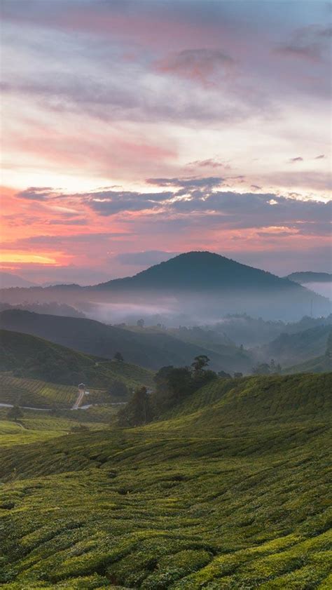 Bing HD Wallpaper May 21, 2024: International Tea Day - Bing Wallpaper ...