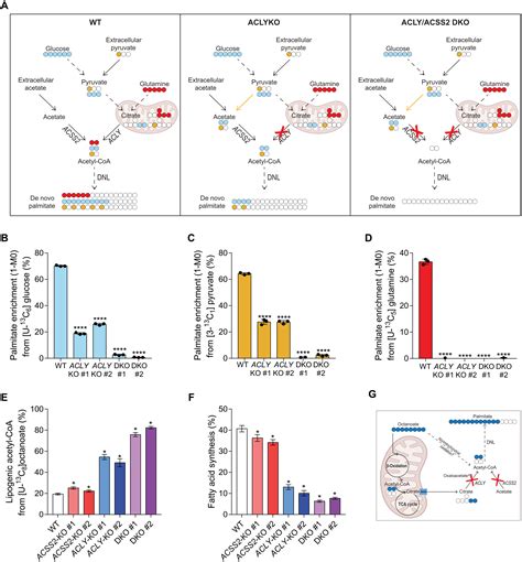 Inter Organelle Cross Talk Supports Acetyl Coenzyme A Homeostasis And