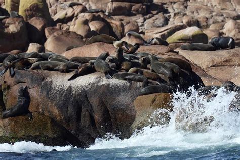 Detectan en Argentina más casos de lobos marinos infectados por gripe aviar