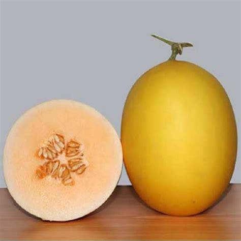 BENIH GOLDEN MELON HIBRIDA YURIKA BUTIR CAP MUTIARA BUMI Buy 1 Get 1