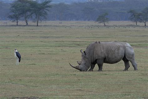 Bobhogeveen Nl Kenia Tanzania Samburu En Nakuru Nakuru