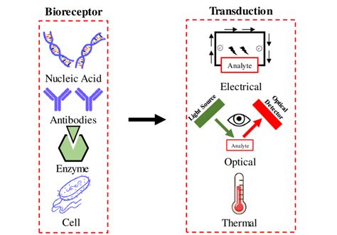 Schematic Showing The Working Principle Of Biosensors Based On