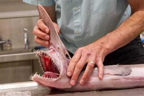 'Alien of the Deep': Rare Goblin Shark Found off Australia - NBC News