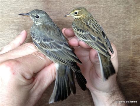 We Bird North Wales Rock Pipits