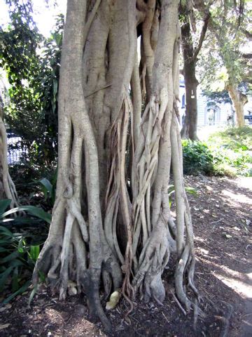 Banyan Tree Ficus Benghalensis Kens Nursery