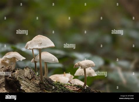 Fungus Mushroom Toadstool Hi Res Stock Photography And Images Alamy