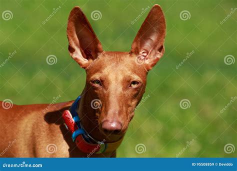 The Pharaoh Hound stock image. Image of collar, green - 95508859