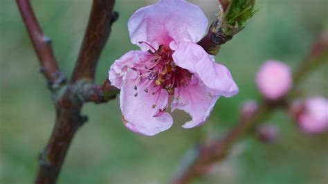 Free Images Nature Branch Flower Petal Bloom Food Produce