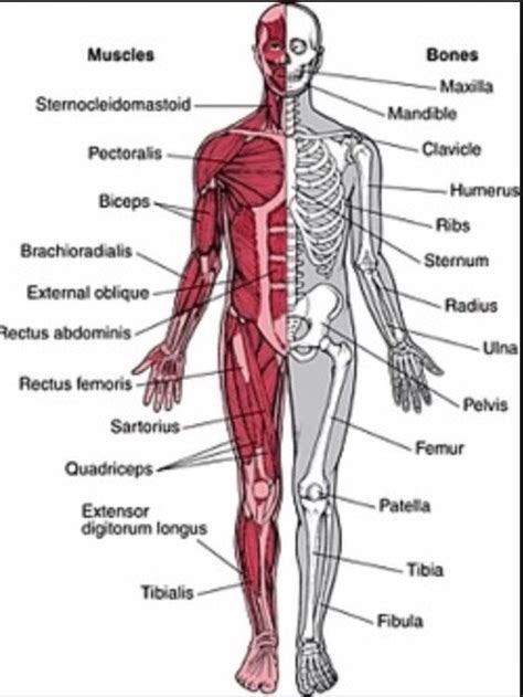 The Musculoskeletal System Diagram | Quizlet