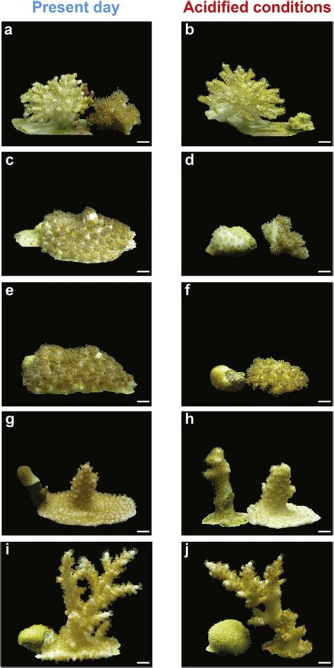 Corals growing under interspecific competition. Images show... | Download Scientific Diagram