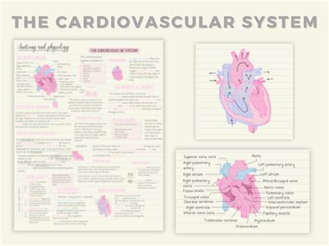 Anatomy And Physiology Cardiovascular System Guide Etsy