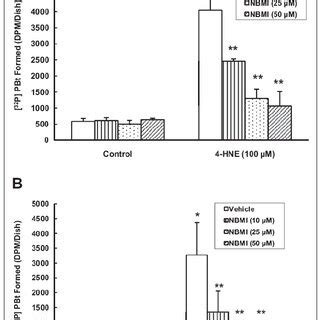 N N Bis 2 Mercaptoethyl Isopthalamide NBMI Attenuates The