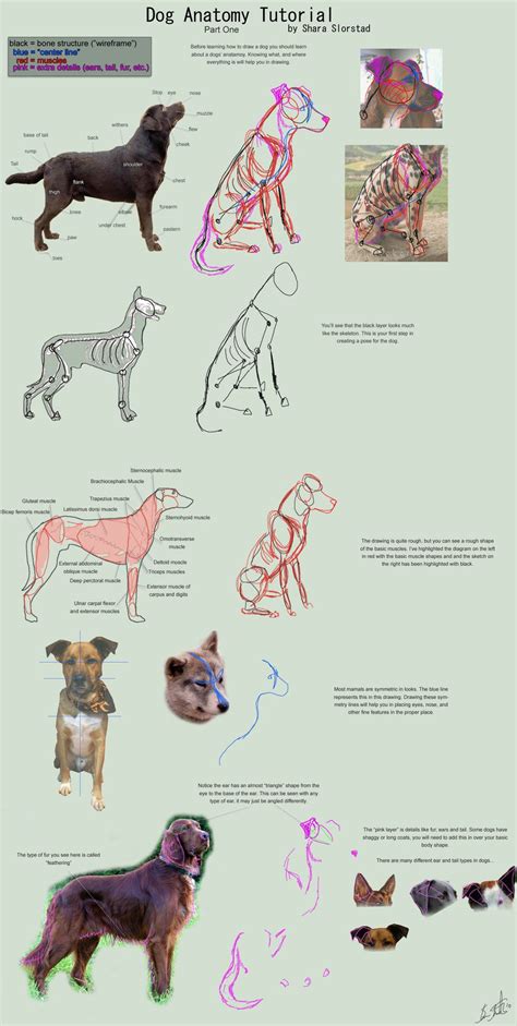 Dog Anatomy Tutorial 1 by SleepingDeadGirl on deviantART | Dog anatomy ...