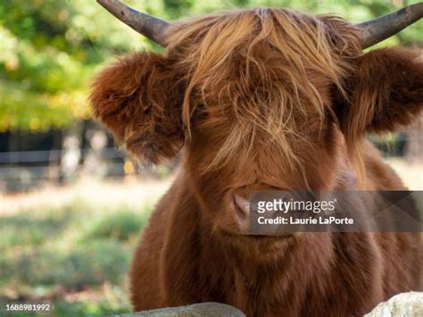 Cow Peaking Photos Et Images De Collection Getty Images