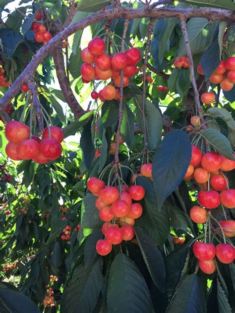 Rainier Cherries