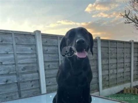 Gorgeous Labrador X German Shepherd Puppies For Sale In Pontefract Wf7