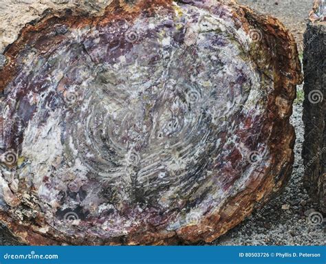 Querschnitt Versteinertes Holz Stockfoto Bild Von Arizona Stein