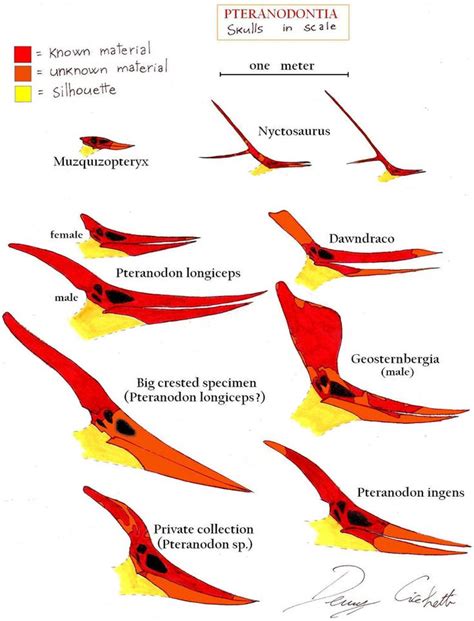 Tyrannosauroidea skull comparison by Dennonyx on DeviantArt | Prehistoric animals, Dinosaur ...