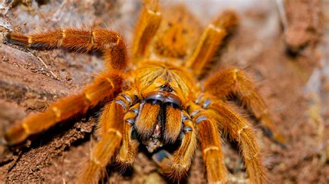 Orange Baboon Tarantula (Pterinochilus murinus) Care — The Tarantula ...