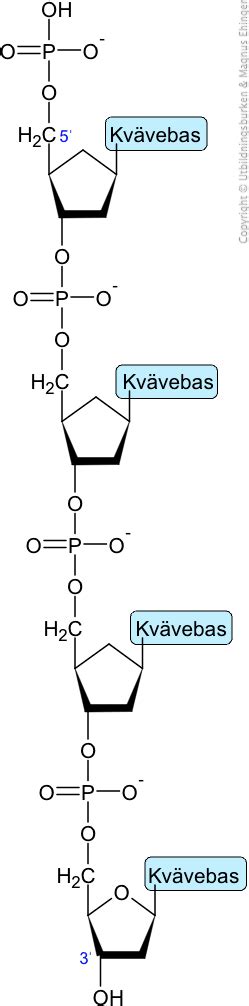 DNA molekylens grundläggande struktur Magnus Ehingers undervisning