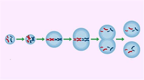 Using Human Stem Cells Mitosis And Cell Specialisation Ocr Gateway