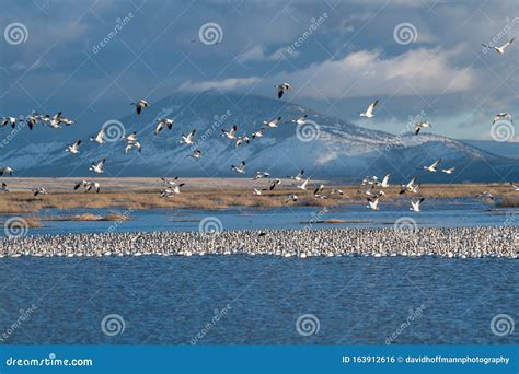 Snow Geese Migration stock photo. Image of refuge, nature - 163912616