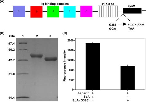 LysM Motif Promotes The Interaction Between SpA And Heparin A