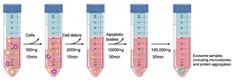 Exosome Isolation By Differential Ultracentrifugation Duc Creative