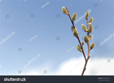Salix Caprea Goat Willow Known Pussy Stock Photo 1722756133 Shutterstock