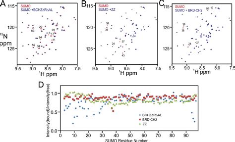 Role Of The CBP Catalytic Core In Intramolecular SUMOylation And