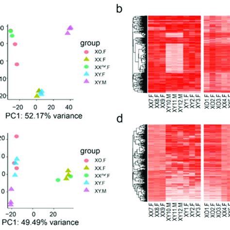 Sex Phenotype Sex Chromosome Complement And Genetic Background