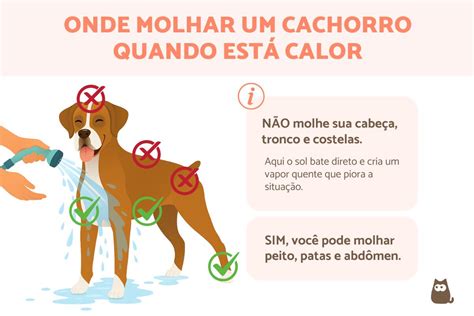 Como Refrescar O Cachorro - Como refrescar o cachorro? - Guia seguro e eficaz